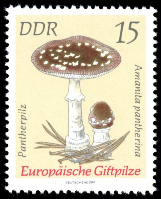(1974-030) Марка Германия (ГДР) &quot;Мухомор пантерный&quot;    Ядовитые грибы III Θ