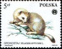 (1984-052) Марка Польша "Горностай"    Защищенные пушные животные III Θ