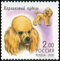 2000-062 Марка Россия Карликовый пудель  Декоративные собаки III O