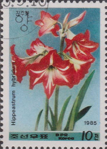 (1985-065) Марка Северная Корея "Гиппеаструм"   Цветы III &Theta;