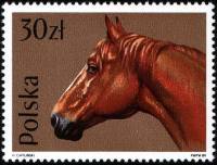 (1989-005) Марка Польша "Великопольская Лошадь"    Лошади III Θ