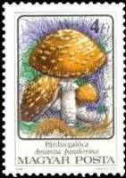 (1986-085.1) Марка Венгрия "Мухомор пантерный"    Ядовитые грибы II Θ