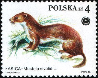 (1984-050) Марка Польша &quot;Ласка&quot;    Защищенные пушные животные III Θ
