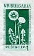 (1953-052) Марка из блока Болгария "Одуванчик"   Лекарственные растения Болгарии (2) III Θ