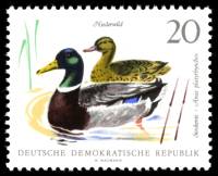 (1968-026) Марка Германия (ГДР) "Кряква"    Фауна III O