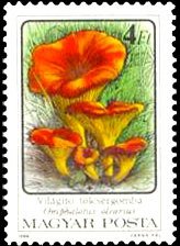 (1986-072) Марка Венгрия &quot;Омфалот маслиновый&quot;    Ядовитые грибы II Θ