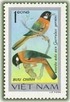 (1978-011a) Сцепка (2 м) Вьетнам "Ошейниковая кустарница"  Без перфорации  Певчие птицы III Θ