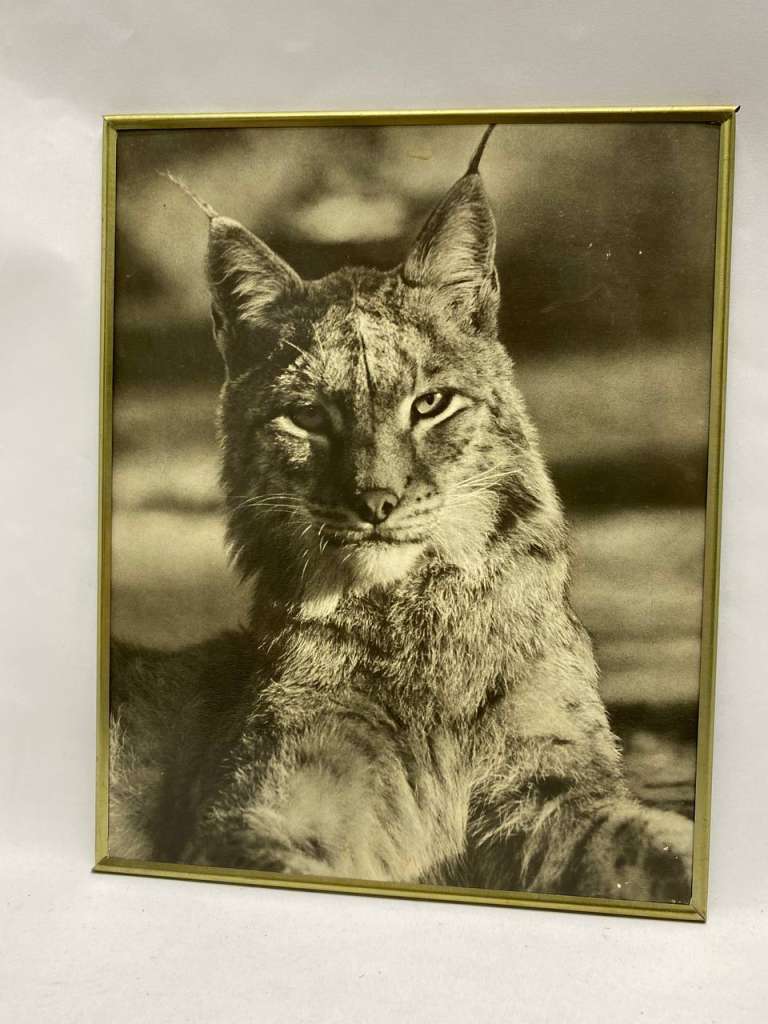 Картина Фото в металлической раме 3 шт, 30*24 см СССР