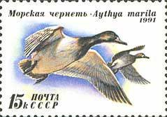 (1991-056) Марка СССР &quot;Морская чернеть&quot;   Утки III O