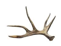 Рог лося большой высота 52 см ширина 69 см красивый 