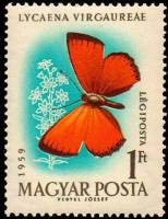 (1959-069) Марка Венгрия "Червонец огненный"    Бабочки II Θ