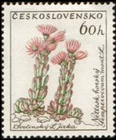 (1960-062) Марка Чехословакия "Молодило горное" , III Θ