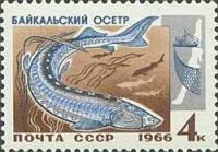 1966-093 Марка СССР Осетр   Промысловые рыбы Байкала II O