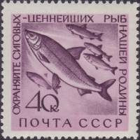 (1960-079) Марка СССР "Сиг"    Фауна СССР. Охрана ценных рыб и морских животных II Θ