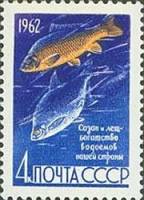 1962-079 Марка СССР Лещ и сазан   Рыбы II Θ