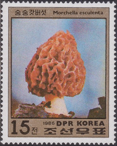 (1986-085) Марка Северная Корея &quot;Сморчок съедобный&quot;   Грибы III Θ