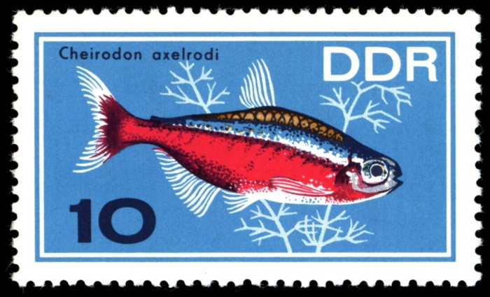 (1966-073) Марка Германия (ГДР) &quot;Красный неон&quot;    Аквариумные рыбки II Θ