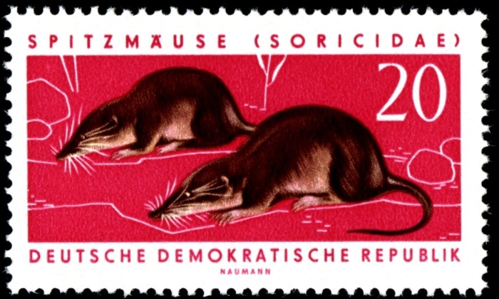 (1962-003) Марка Германия (ГДР) "Обыкновенная бурозубка"    Охраняемые животные III O