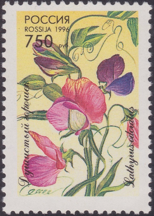 1996-004 Марка Россия Душистый горошек  Флора. Декоративные растения III O