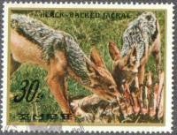 (1984-077) Марка Северная Корея "Чепрачный шакал"   Животные III Θ