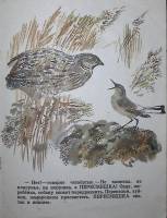 Книга Каменка-плясунья 1985 Н. Сладков Москва Мягкая обл. 28 с. С цв илл