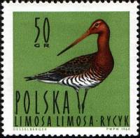 (1964-035) Марка Польша "Большой Веретенник "   Водоплавающие птицы II Θ