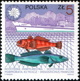 (1987-002) Марка Польша &quot;Мраморная Нототения, Зубатка&quot;    10-летие антарктической станции Генрика Ар