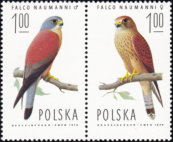 (1975-002-003) Сцепка марок (2 м) Польша &quot;Степная пустельга&quot;    Ястребы III Θ