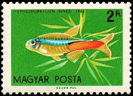 (1962-013) Марка Венгрия &quot;Голубой неон&quot; ,  III O