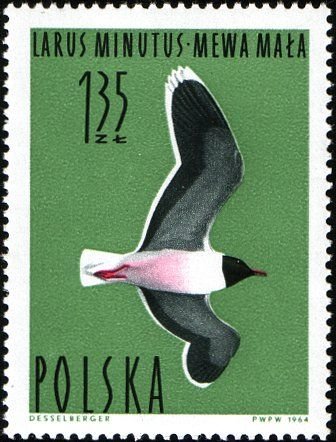 (1964-038) Марка Польша &quot;Малая чайка&quot;   Водоплавающие птицы III Θ