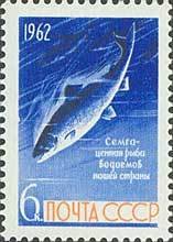 1962-080 Марка СССР Сёмга   Рыбы III &Theta;