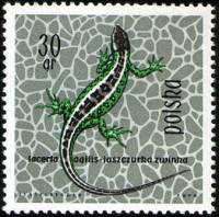 (1963-024) Марка Польша "Ящерица"   Рептилии и амфибии II Θ