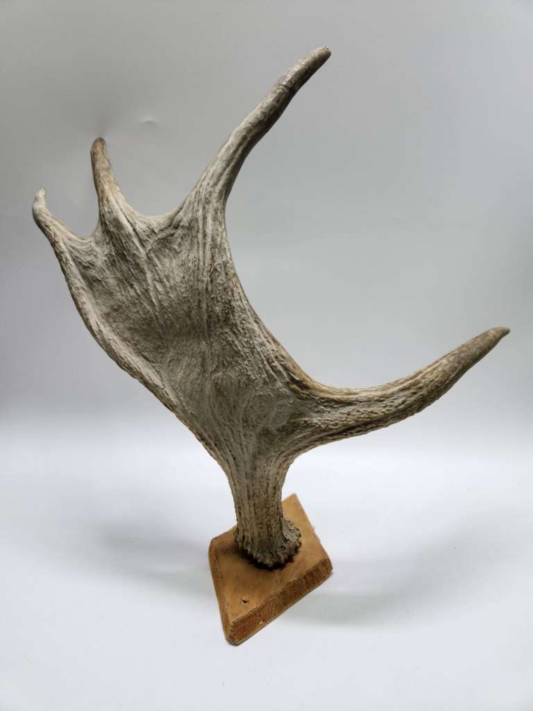Рог лося настенный большой длина 50 см