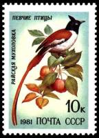 1981-077 Марка СССР Райская мухоловка  Певчие птицы III O
