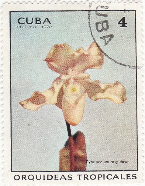 (1972-012) Марка Куба &quot;Фрагмипедиум&quot;    Орхидеи III Θ