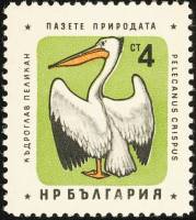 (1961-024) Марка Болгария "Пеликан"   Охрана природы. Птицы III Θ