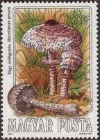 (1984-056) Марка Венгрия "Гриб-зонтик пёстрый"    Съедобные грибы II Θ