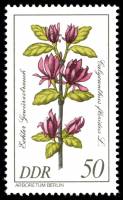 (1981-008) Марка Германия (ГДР) "Каликант цветущий"    Растения III Θ