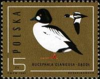 (1985-042) Марка Польша "Обыкновенный гоголь"    Охрана природы. Дикие утки III Θ