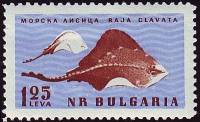 (1961-053) Марка Болгария "Скат шиповатый"   Фауна Чёрного моря II Θ