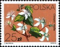 (1984-012) Марка Польша "Ломонос виноградолистный"    Вьющееся растение III Θ