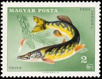 (1967-045) Марка Венгрия "Щука "    Чемпионат мира по рыбной ловле, Дунауйварош, Венгрия II Θ