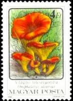 (1986-072) Марка Венгрия "Омфалот маслиновый"    Ядовитые грибы II Θ