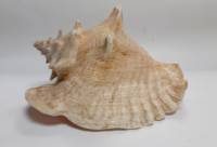 Большая морская раковина "Стромбус"  (сост. на фото)