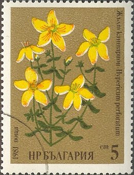 (1981-005) Марка Болгария &quot;Зверобой&quot;   Лекарственные растения II Θ