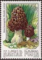 (1984-054) Марка Венгрия "Сморчок съедобный"    Съедобные грибы II Θ