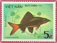 (1984-069) Марка Вьетнам "Двухцветный лабео"    Рыбы III Θ