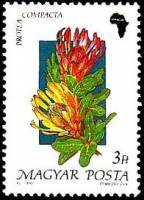 (1990-015) Марка Венгрия "Протея компакта"    Флора. Цветы II Θ
