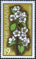 (1975-004) Марка Болгария "Груша"    Цветы фруктовых деревьев II Θ