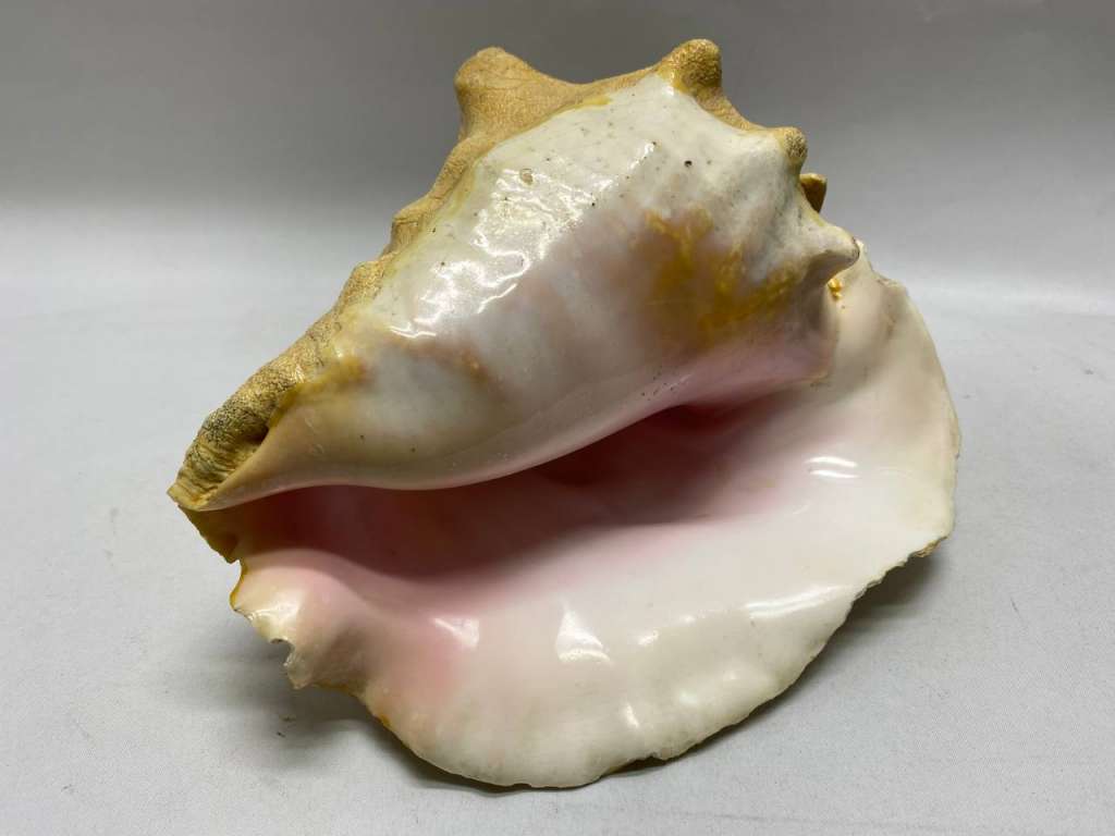 Морская раковина 23*20*13 см